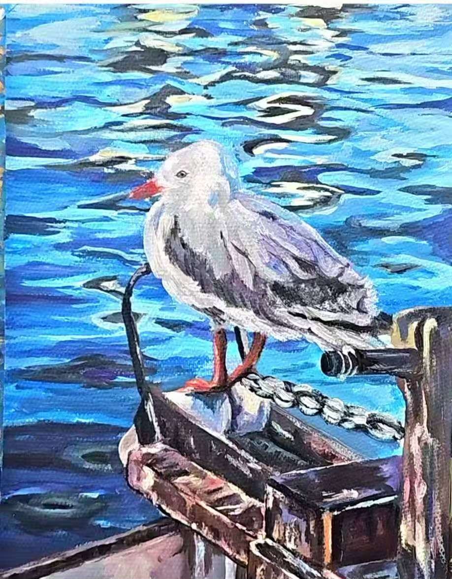 Red-billed Gull